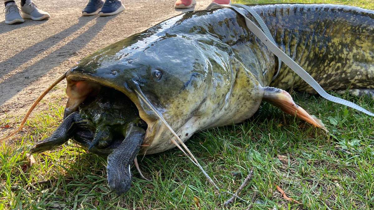Göttingen: Wels stirbt mit Schildkröte im Maul