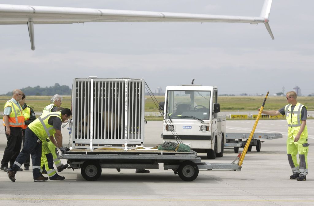 Die Frachtmaschine mit den beiden Transportboxen landete am 24. Juni auf dem Flughafen Schönefeld.