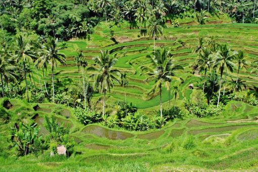 Mai Chau – ein Radelparadies zwischen Reisfeldern und Palmen.