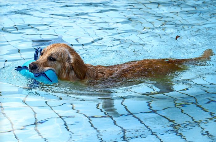 Hundeschwimmen in Hoheneck: Fiffi zieht seine Runden im Freibad