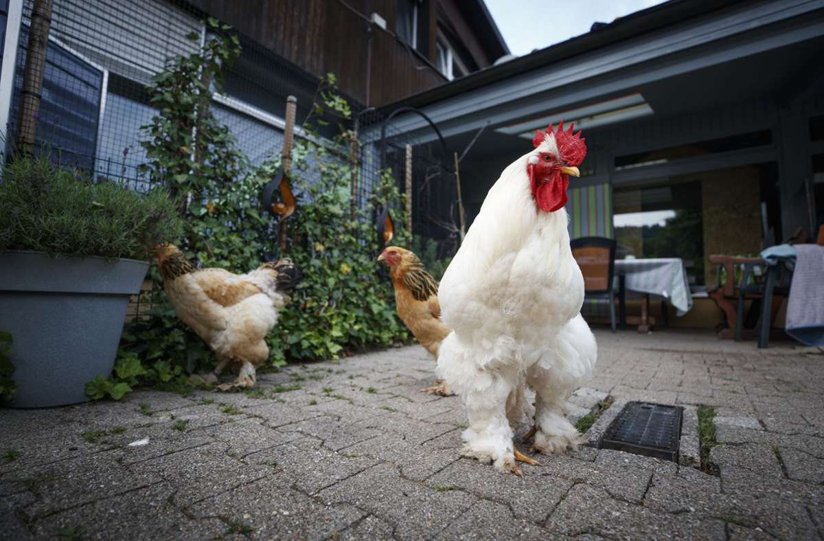 Die Hühner gehören seit neuestem zum Inventar.