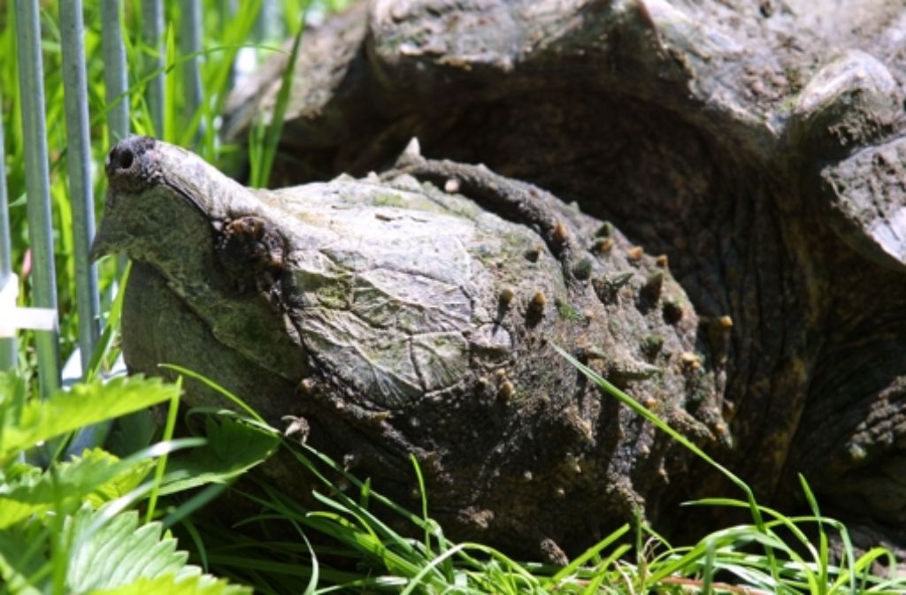 Noch ein Beispiel für unsere Angst vor exotischen Tieren: Als 2002 eine Geierschildkröte an einem bayerischen Baggersee entdeckt wurde, sprachen die Medien vom „Ungeheuer von Loch Dornach.“