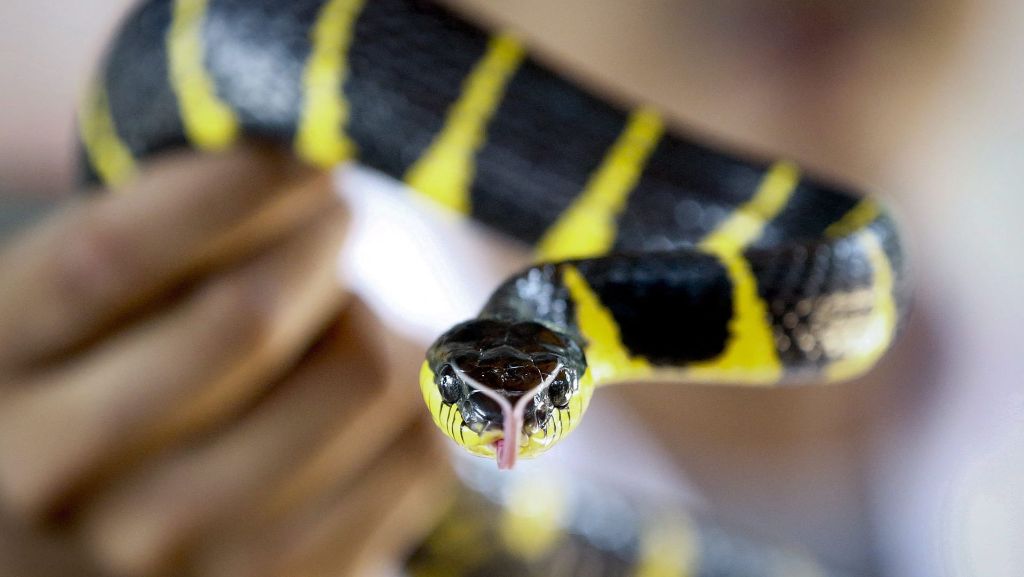 Kriechtier-Alarm in Bangkok: Schlangenbisse auf dem Klo