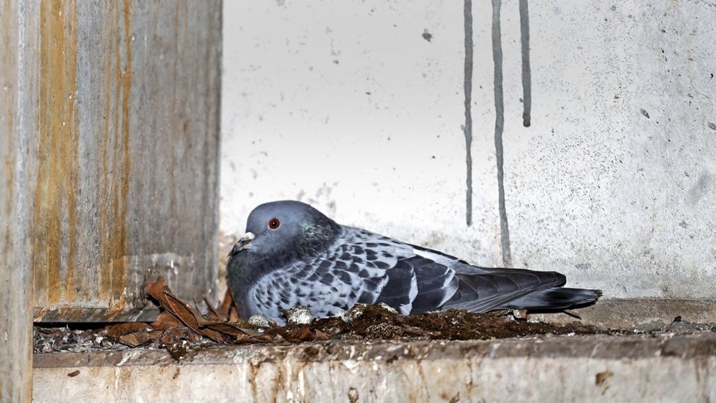  Tierschützer arbeiten jeden Sonntag im Ikea-Parkhaus in Ludwigsburg, um die Taubenpopulation einzudämmen. Die Vögel sind dabei nicht die einzigen Tiere, die rund ums Möbelhaus leben. 