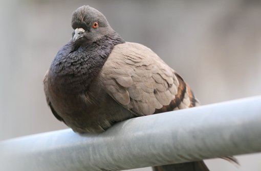 Der Vermehrung der Taube soll in Stuttgart Einhalt geboten   werden. Foto: Zweygarth