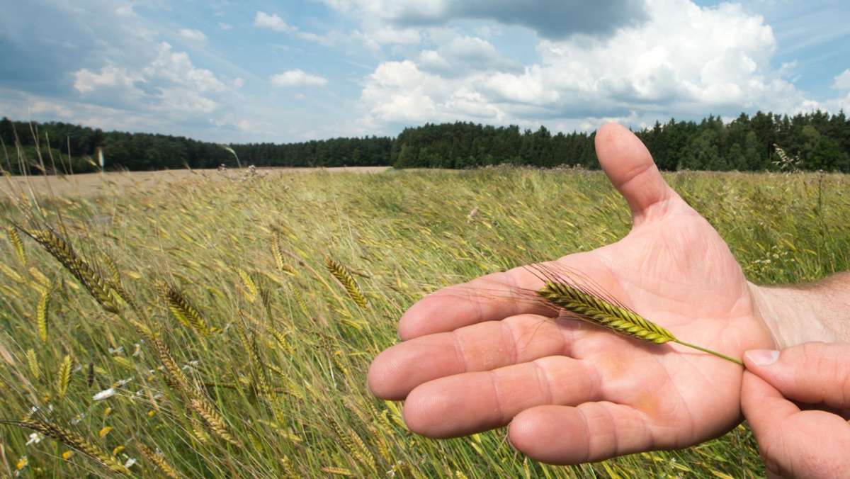  Forscher aus Stuttgart-Hohenheim testen mehr als 400 Urgetreidesorten. Die Ergebnisse könnten auch für Menschen interessant sein, die unter einer Weizenunverträglichkeit leiden. 