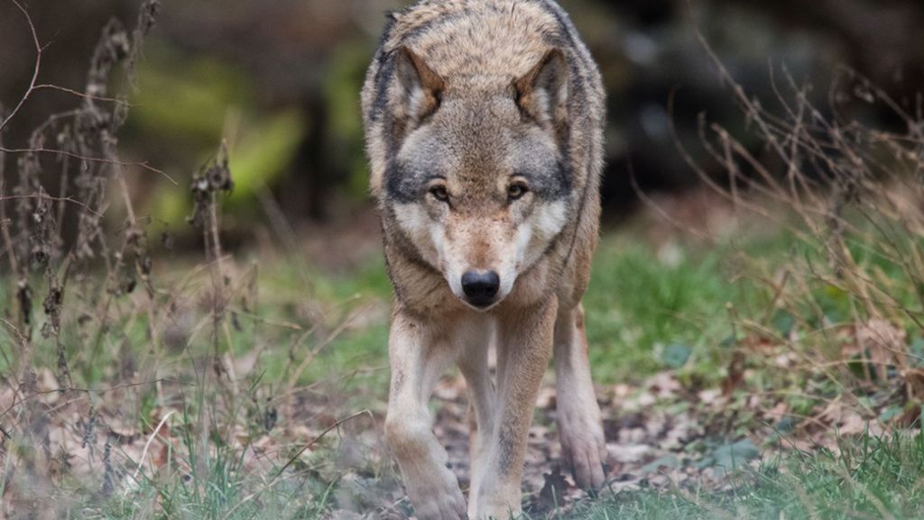 Wölfe in Deutschland: Anzahl gestiegen – 105 Rudel treiben sich  um