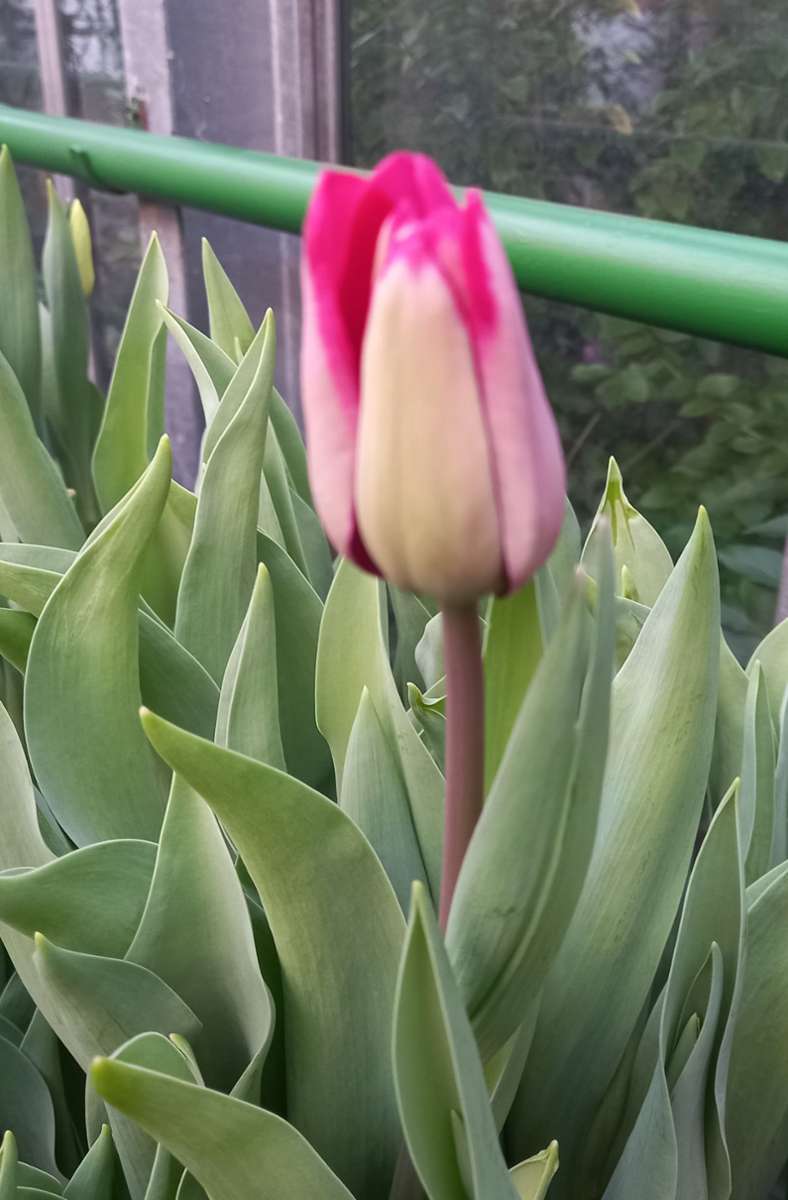 Tulpen in verschiedenen Farben werden im Gewächshaus der Familie Belser gezogen.