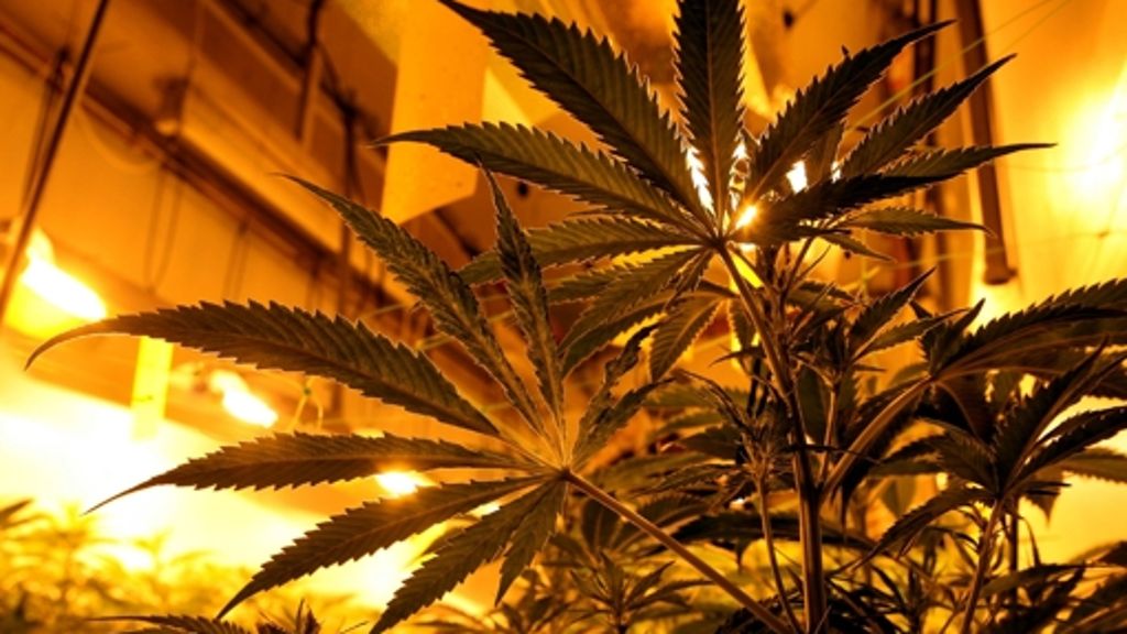  Ein Fellbacher hat in seiner Wohnung mehrere Cannabis-Pflanzen professionell aufgezogen. Weil die Entlüftungsanlage der Zuchtanlage nicht richtig funktioniert hat, sind Polizisten auf den Geruch aufmerksam geworden. 