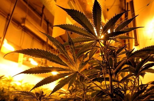 Der Angeklagte hat Cannabis-Pflanzen professionell aufgezogen. Foto: dpa