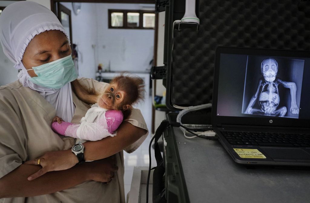Die Kategorie „Endangered Planet“ brachte viele berührende Fotos hervor. Der Belgier Alain Schroeder fotografierte dieses Orang-Utan-Baby mit verletztem Arm in Indonesien.
