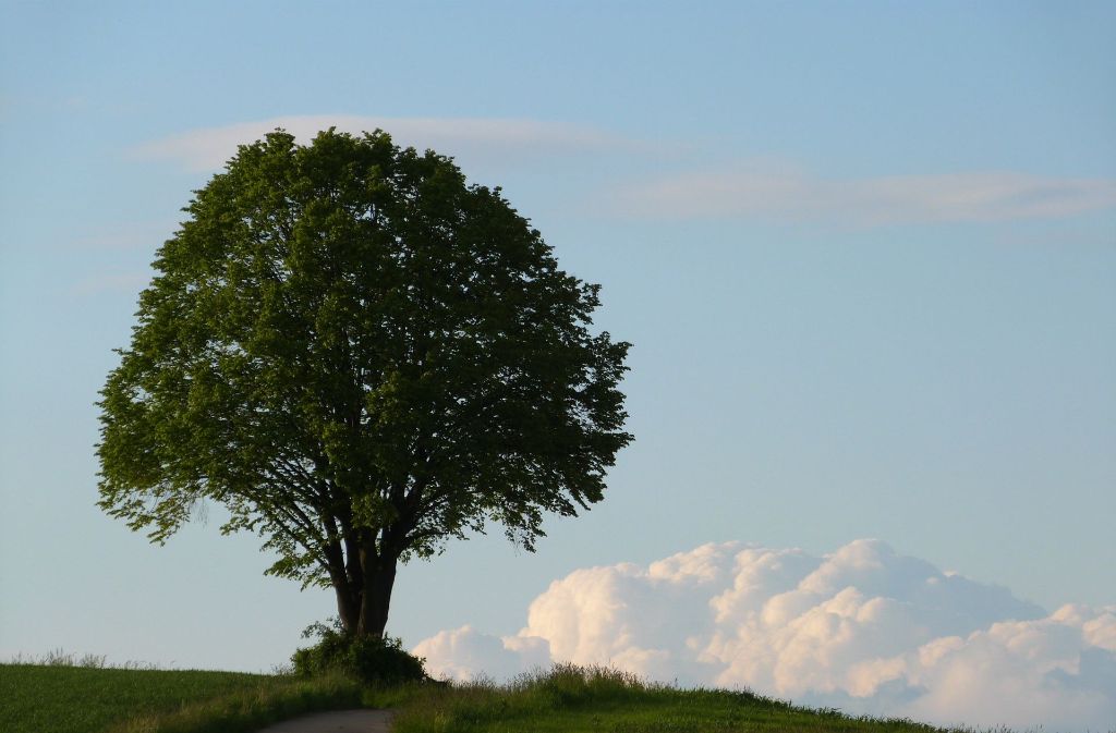 Dieser einsame Baum zwischen Schöckingen und Hemmingen wurde aufgenommen im Mai 2013 von Uwe Sautter.
