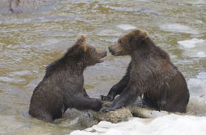 Im Baltikum befreite Braunbären im Schwarzwald angekommen