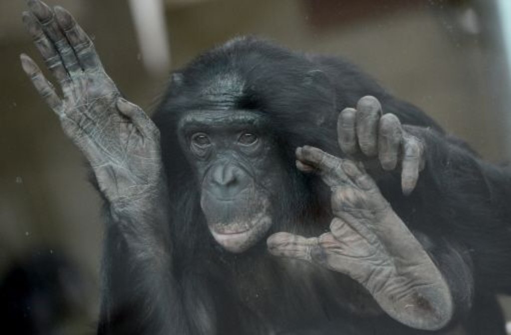 Schon einige Tage vor den Gorillas durften die Bonobos in die neue Menschenaffenanlage umziehen.