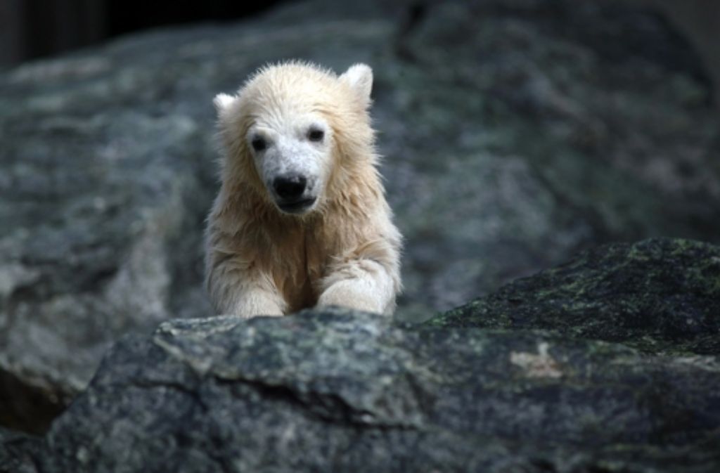 Mitte Mai 2009 wird Wilbär nach Schweden – in die größte Bärenanlage Europas im schwedischen Orsa – übersiedelt, wo er für Bärennachwuchs sorgen soll.