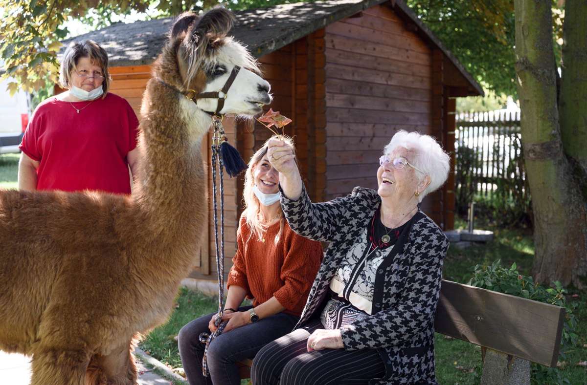 Die Senioren dürfen die Alpakas und Lamas füttern und streicheln.