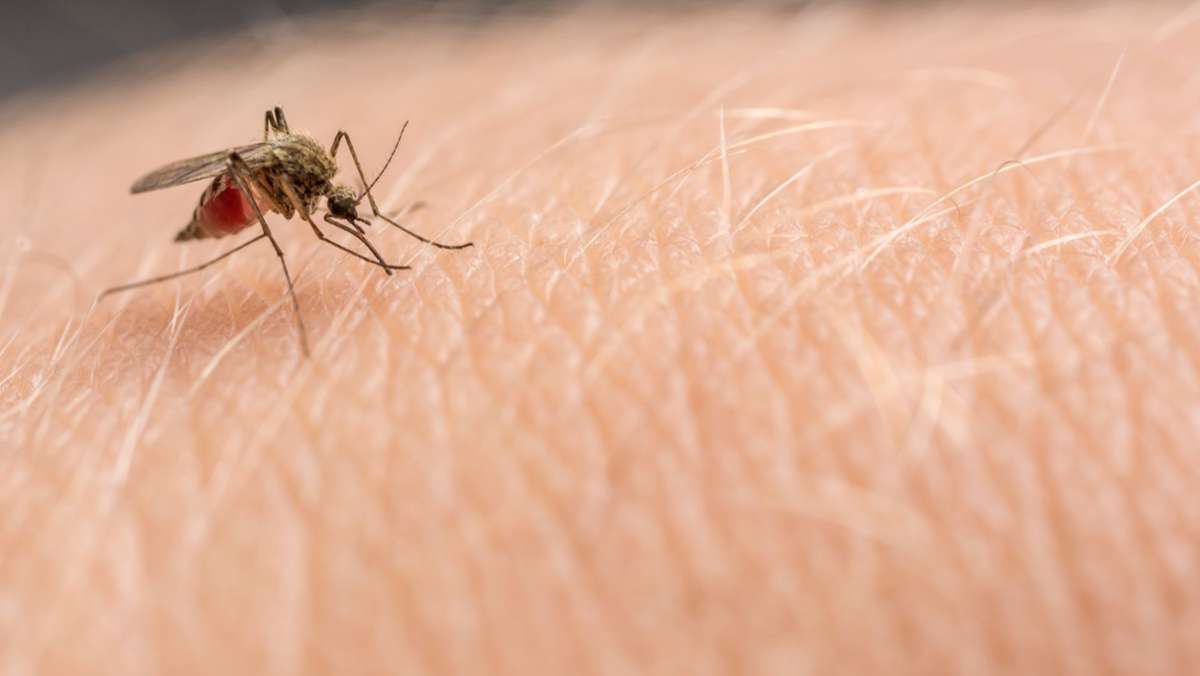 Mückenstiche bekämpfen: Diese Hausmittel helfen gegen Juckreiz