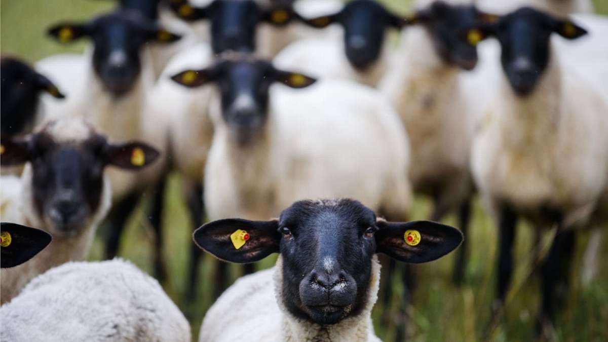 Schafe in Winnenden verendet: Polizei hat Vermutungen zum qualvollen Tod
