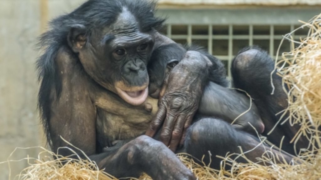 Nachwuchs in der Wilhelma: Bonobo Huenda bringt ein Baby zur Welt