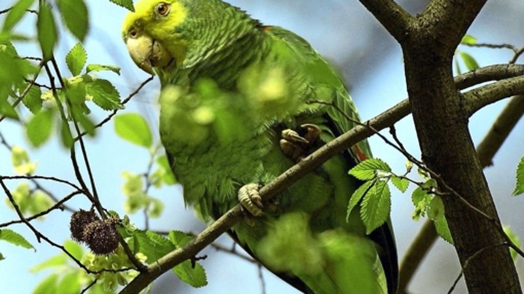 Papageien in Bad Cannstatt: Schlafplätze sind gerettet
