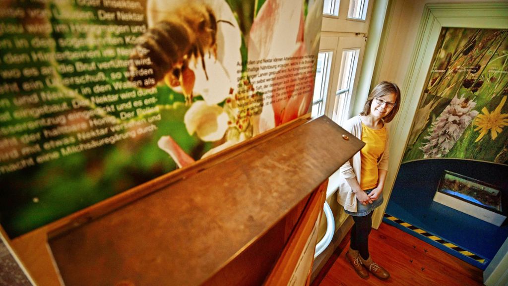  Der Naturpark Schwäbisch-Fränkischer Wald widmet dieses Jahr den Bienen. Veranstaltungen, Infostände und weitere Aktionen sollen auf die Bedeutung der fleißigen Pollensammler aufmerksam machen. Wie der Naturpark bienenfreundlicher werden soll, berichtet Meika Bakker im Interview. 