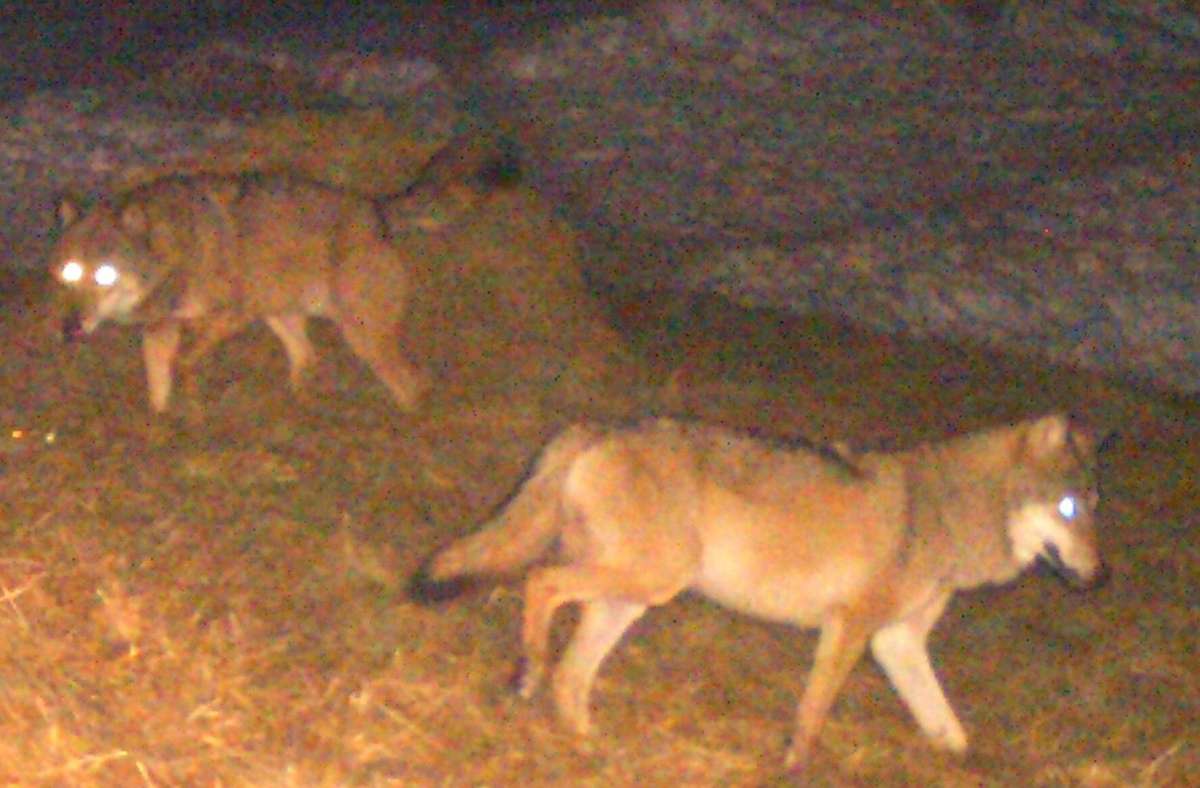 Mitte Februar wurden in St. Blasien im Südschwarzwald zwei Wölfe von einer Fotokamera aufgenommen. Nach Einschätzung von Experten handelt es sich mit sehr großer Wahrscheinlichkeit um ein Pärchen.