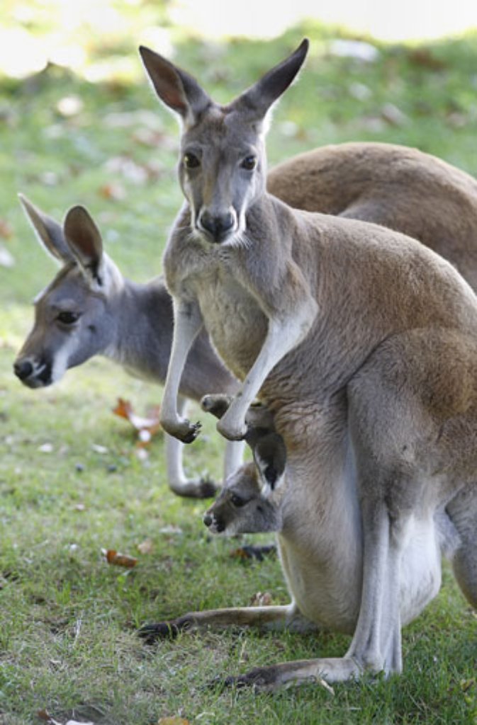 Doch auf eine zeitweilige Rückkehr ins kuschelige Hotel Mama will das kleine Känguru nicht so schnell verzichten.
