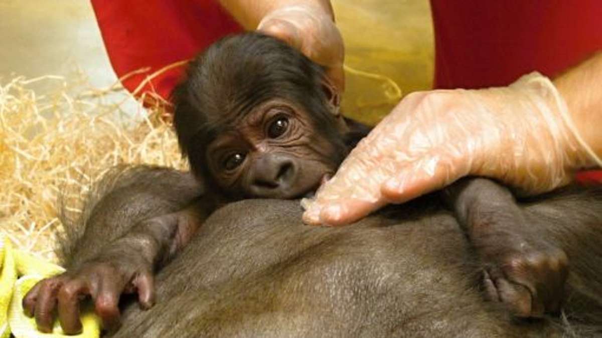 Wilhelma: Gorilla-Baby Tano kommt nach Stuttgart