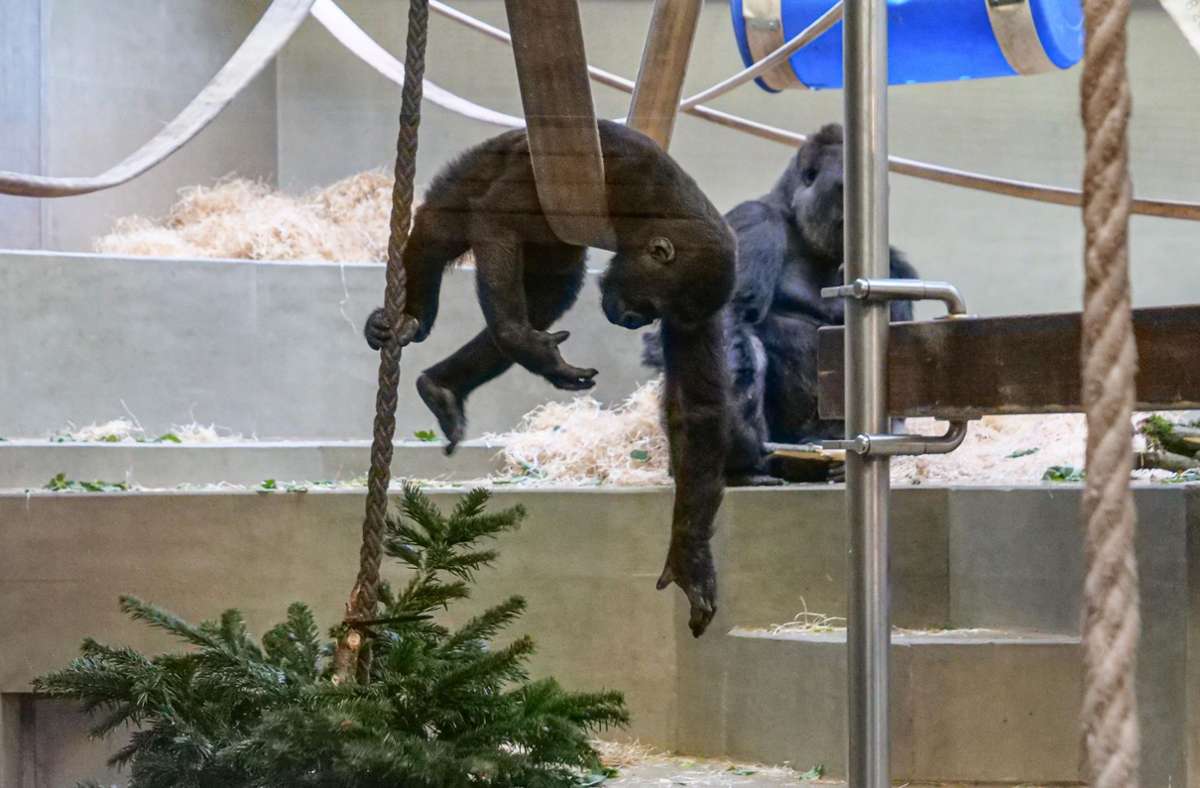 Die jungen Gorillas nutzen die aufgehängten Bäume als Spielgerät ...
