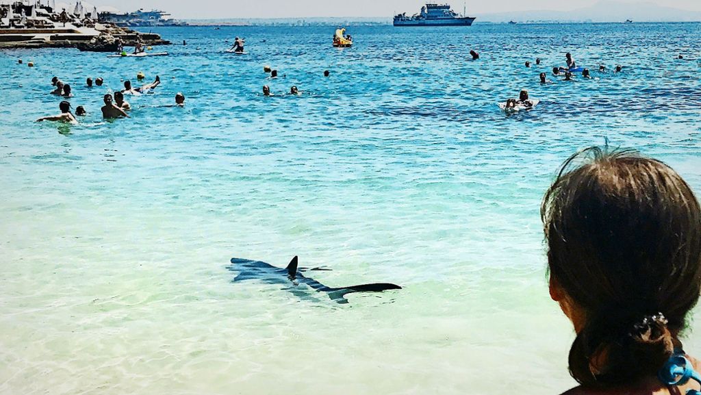 Hai-Alarm auf Mallorca: Raubfische müssen sich vor dem Menschen fürchten