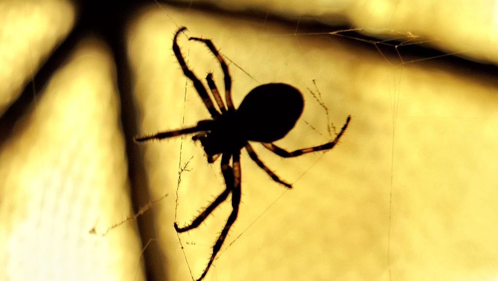 Unbeliebte Achtbeiner: Sechs Mythen über Spinnen