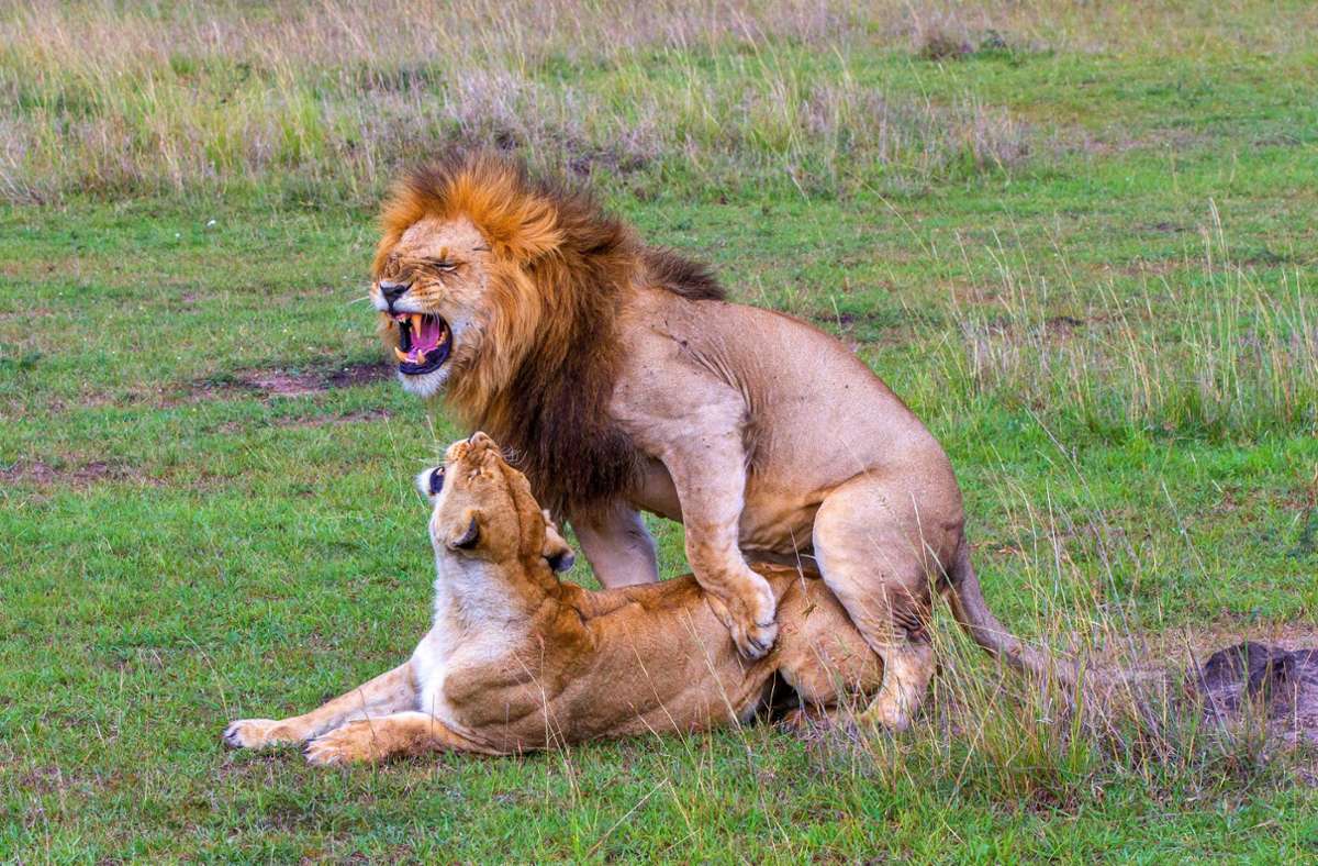 Das Bild vom lüsternen Löwen ist freilich eine Projektion des Menschen, denn biologisch ergibt die permanente Paarung über Tage hinweg durchaus Sinn.