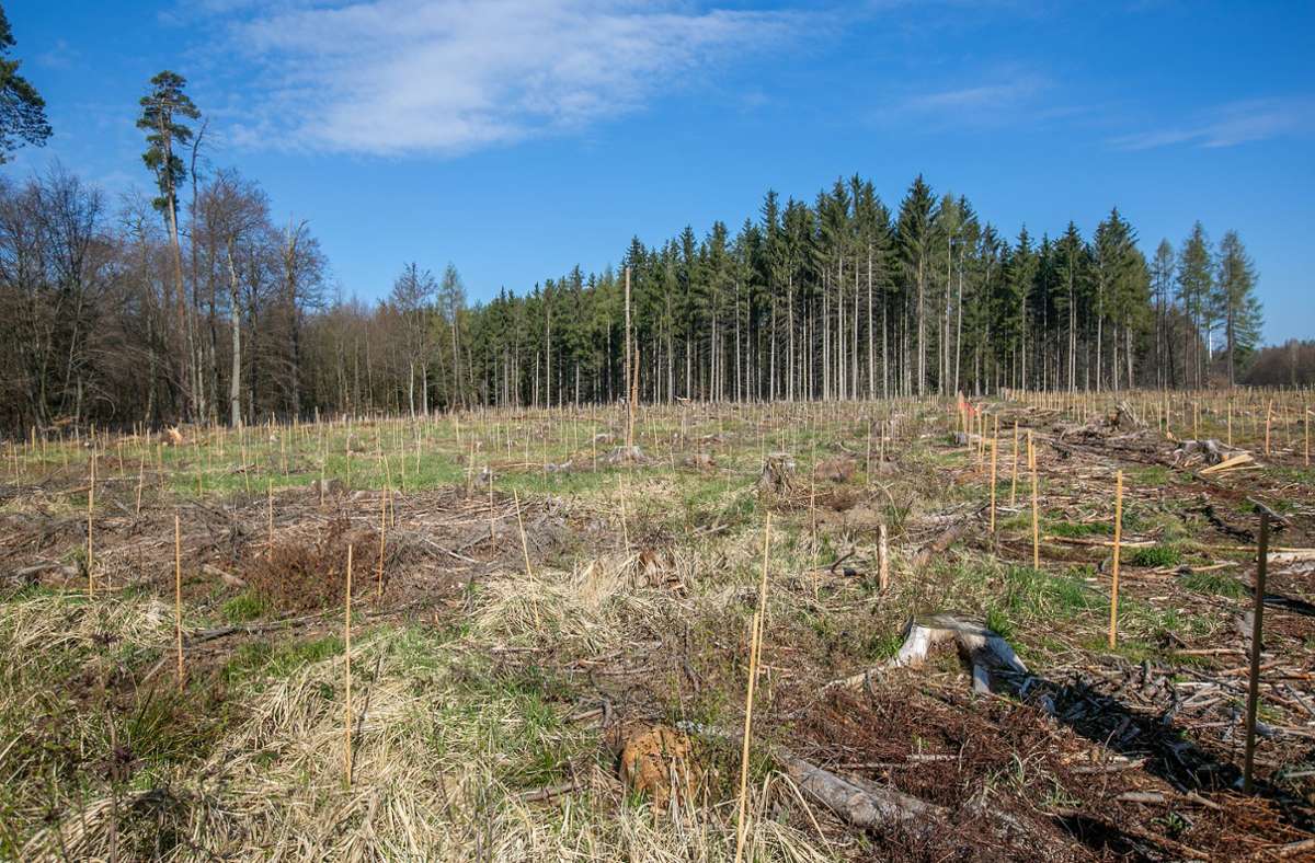 Sechs ungewöhnliche Baumarten sind auf drei Flächen in Plochingen und Baltmannsweiler gepflanzt worden. Sie werden jetzt jahrzehntelang überwacht.