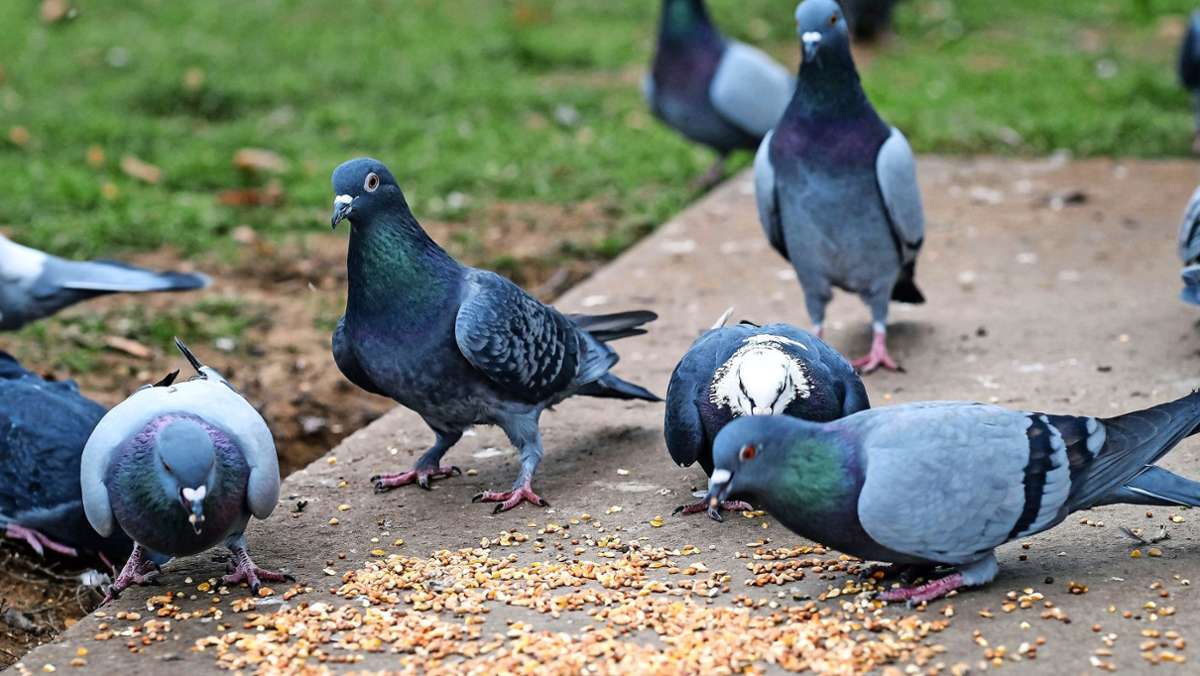 Tauben leiden in der Pandemie: Tierschützer von Peta  legen sich mit Verwaltung an