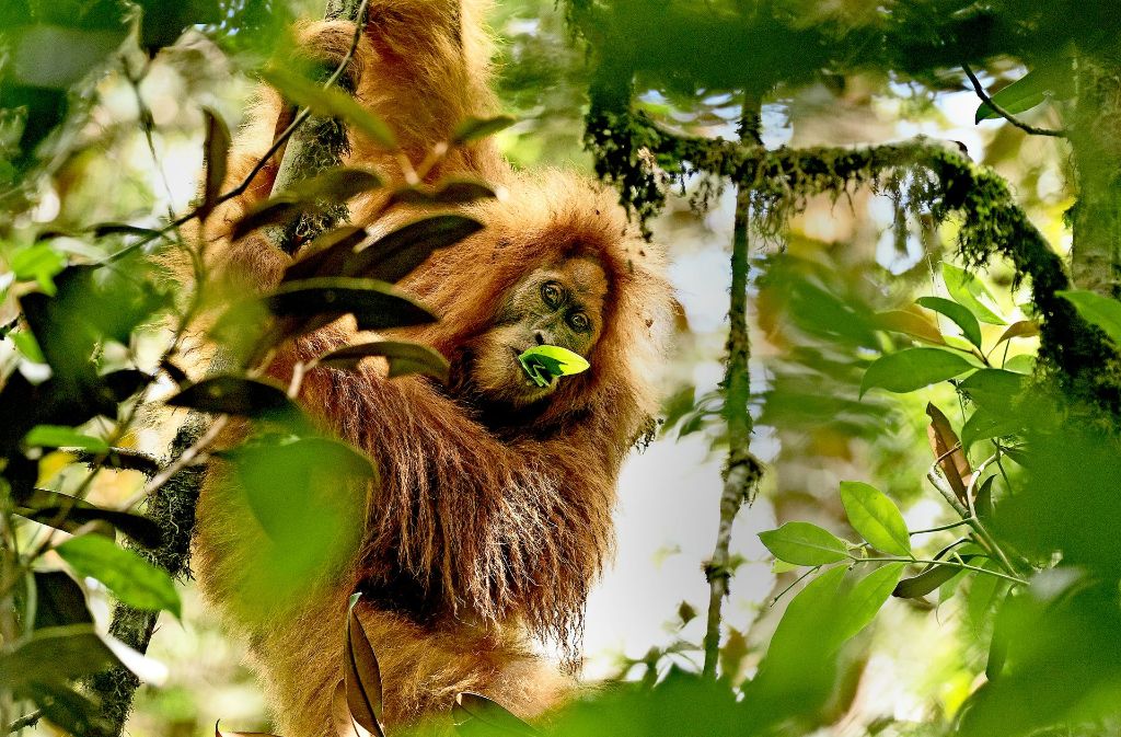 Im Norden der indonesischen Insel Sumatra haben Wissenschaftler eine neue Orang-Utan-Art entdeckt.