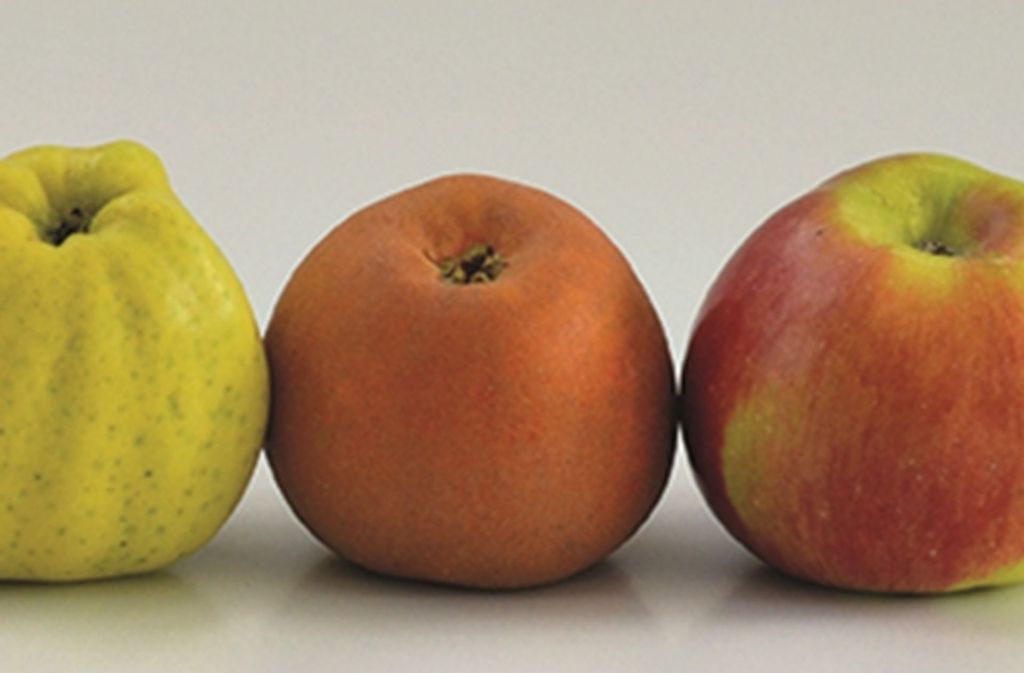 Apfel ist nicht gleich Apfel: Vor allem alte Sorten unterscheiden sich stark, äußerlich wie geschmacklich.