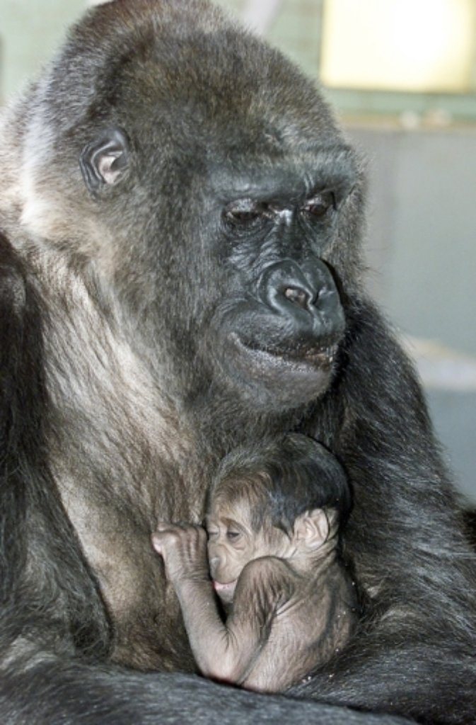Die Gorilla-Dame hat bereits elf Jungtiere großgezogen.
