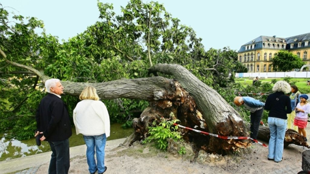Baum am Eckensee ist umgefallen: Experten suchen nach Ursache für Baumsturz