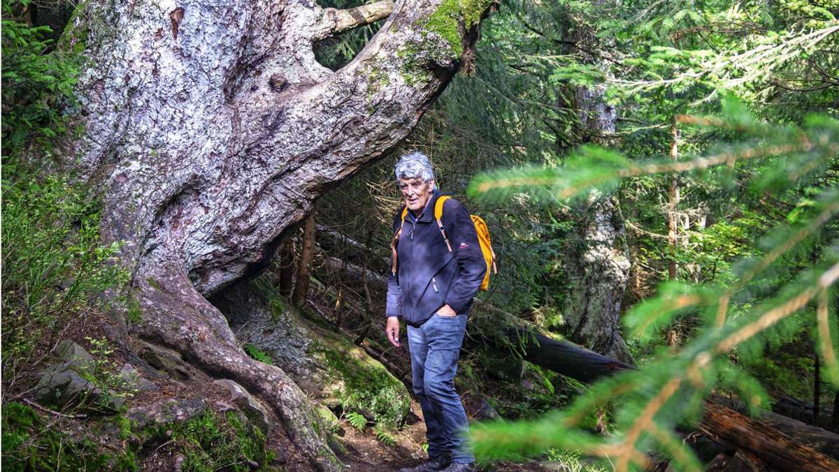  Wolf Hockenjos war Förster, Autor und Skipionier und ist im Schwarzwald bekannt wie ein bunter Hund. Auch mit 81 Jahren kann er von seiner Leidenschaft, dem Wald, nicht lassen. Jetzt hat er einer Tanne im Nationalpark ein Denkmal gesetzt. 