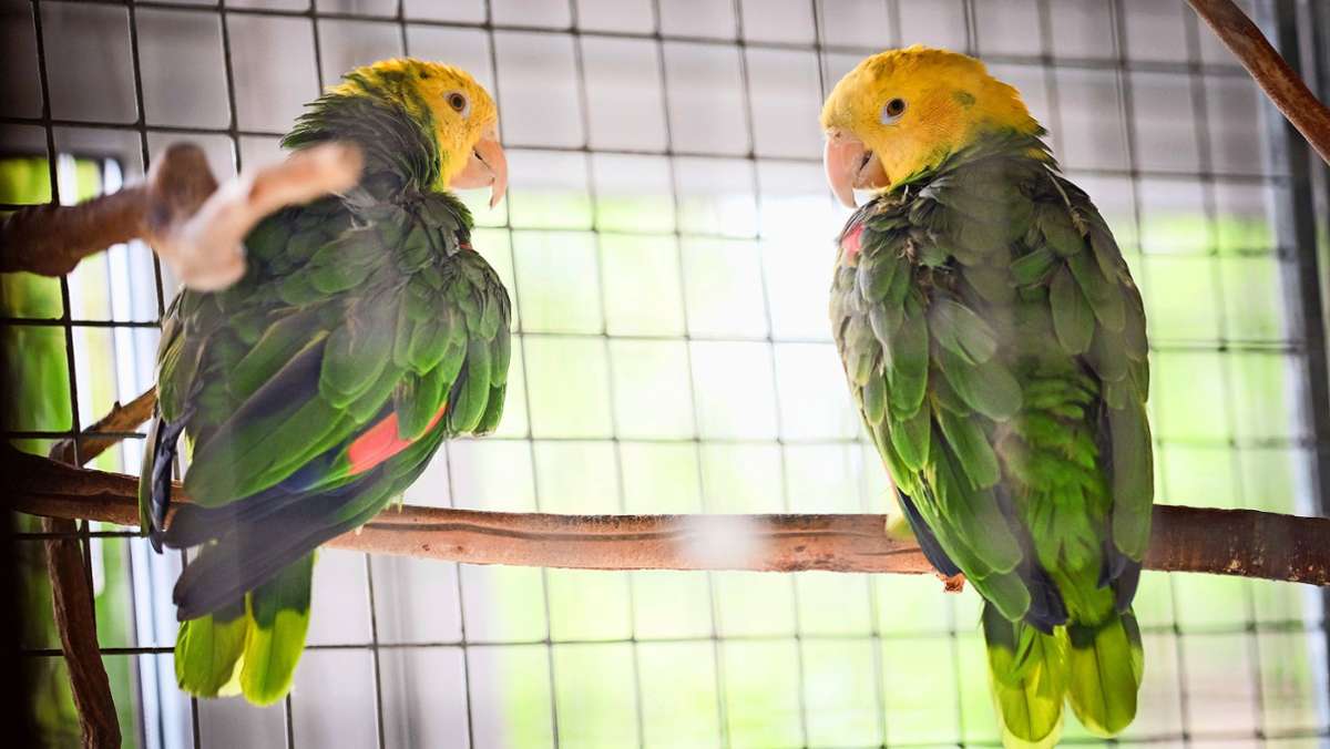 Der Cannstatter Papageienpapa Bernd Stadelmann: Zimmerservice für Gelbkopf-Amazonen