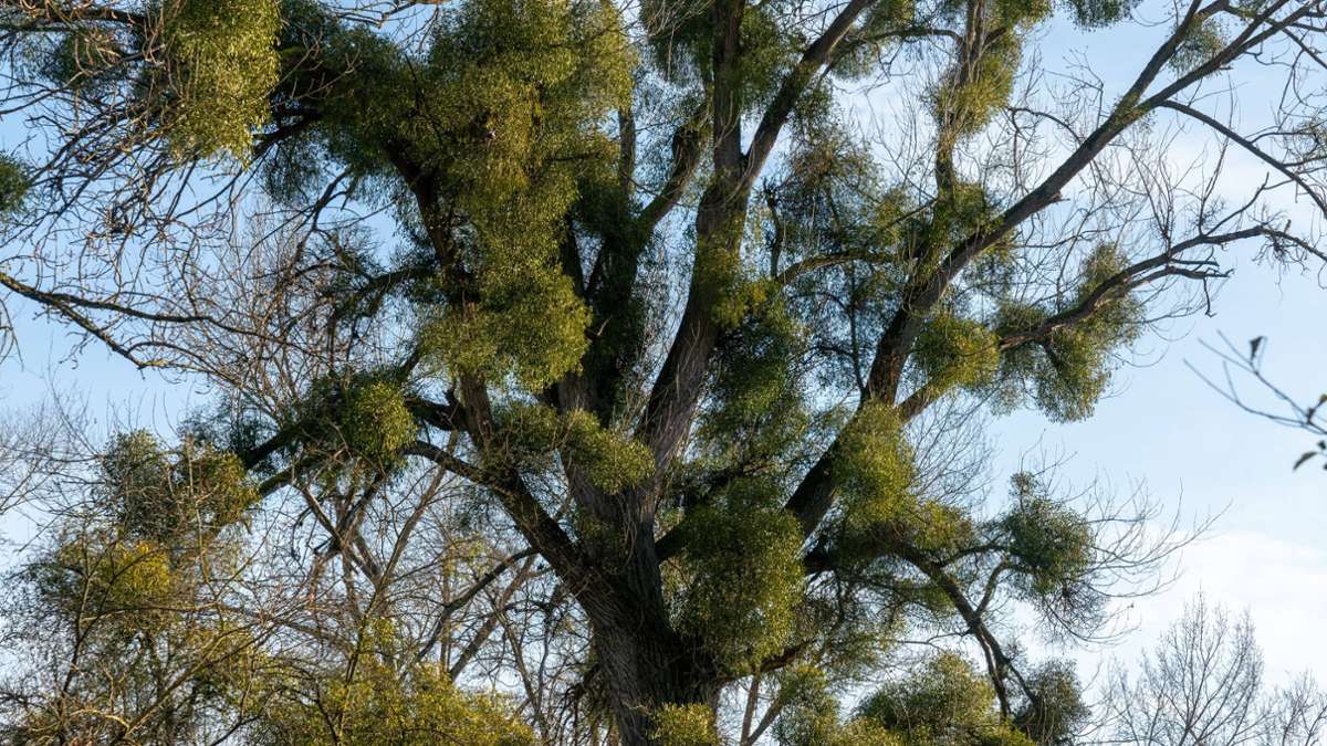 Vorkommen steigt: Misteln in Bäumen - Ein Anlass zur Sorge