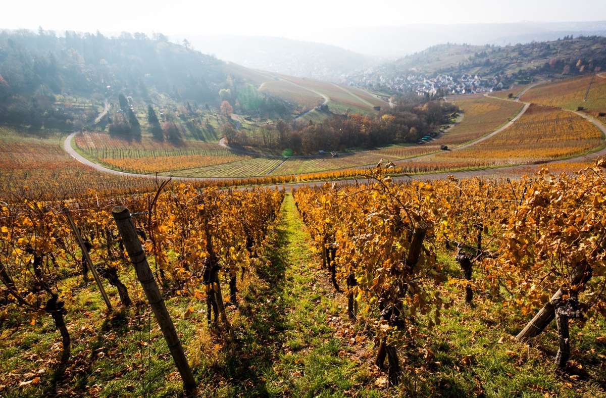 ...sondern bietet auch einen schönen Blick auf die Weinreben des Württembergs.
