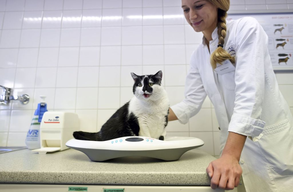 Ernährungsberaterin Anna Däuble wiegt Katze Mausi in der Tierklinik der Ludwig-Maximilians-Universität in München während der Adipositas-Sprechstunde für Hunde- und Katzenbesitzer.
