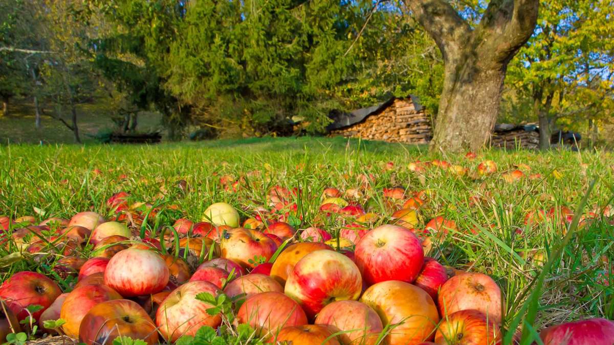 Most-Meisterschaft in der Region Stuttgart: Äpfel auflesen für die Kulturlandschaft