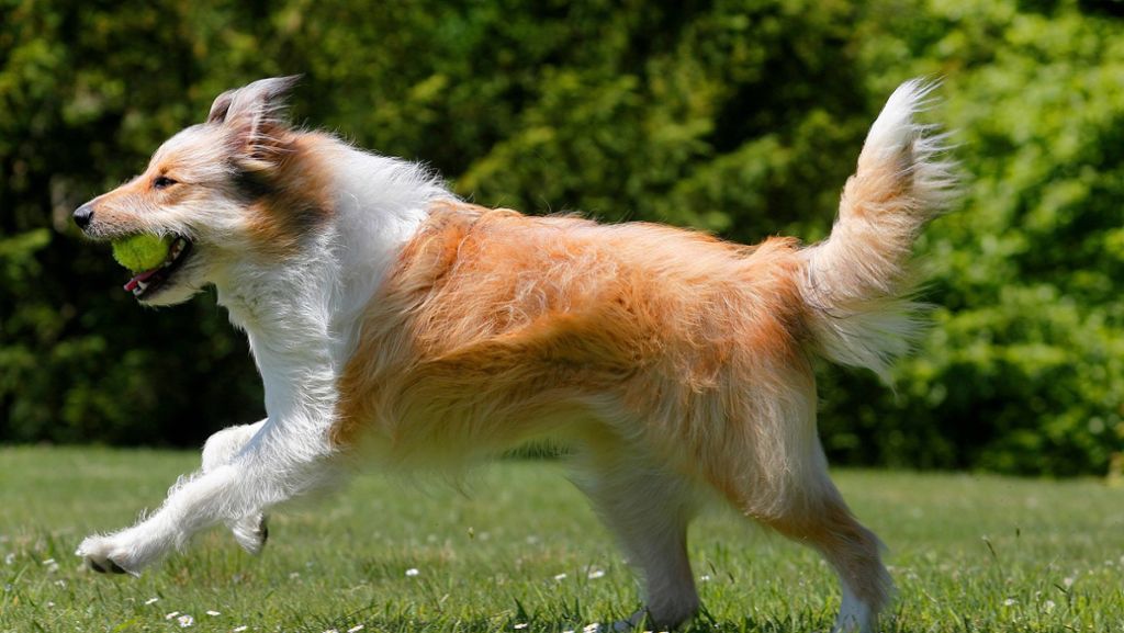 Auch Tiere werden „Rentner“: So halten Sie Ihren Hund im Alter fit