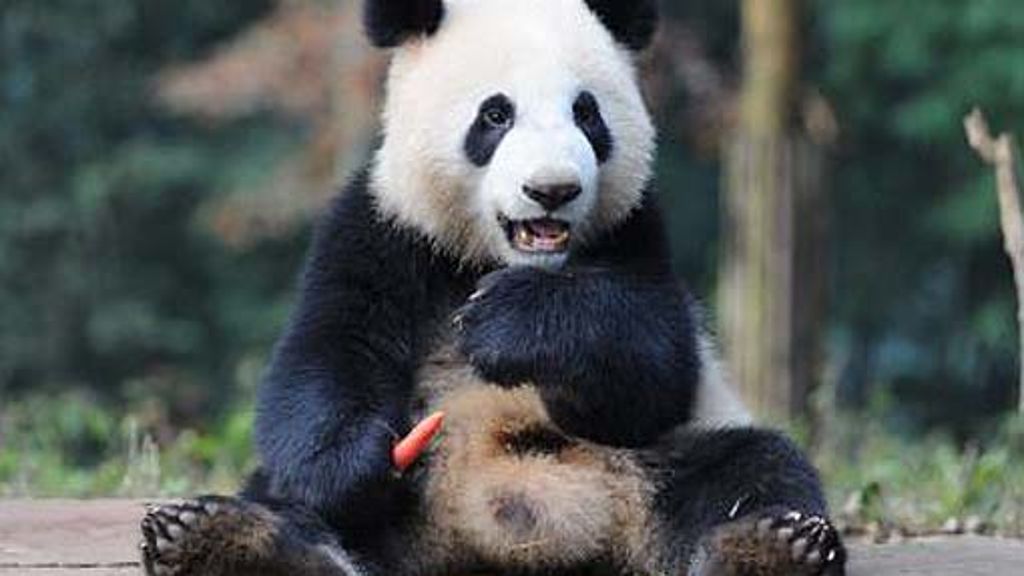 Pandabären: Männchen haben bessere Orientierung
