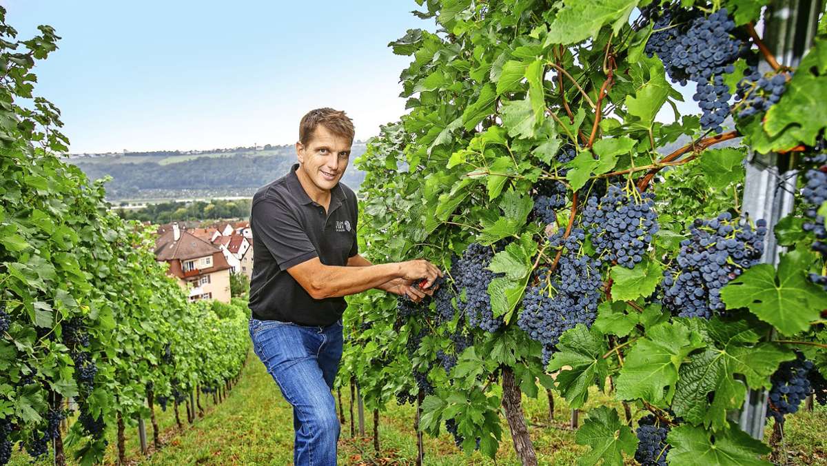 Esslinger Weingärtner: Guter   Weinjahrgang erwartet