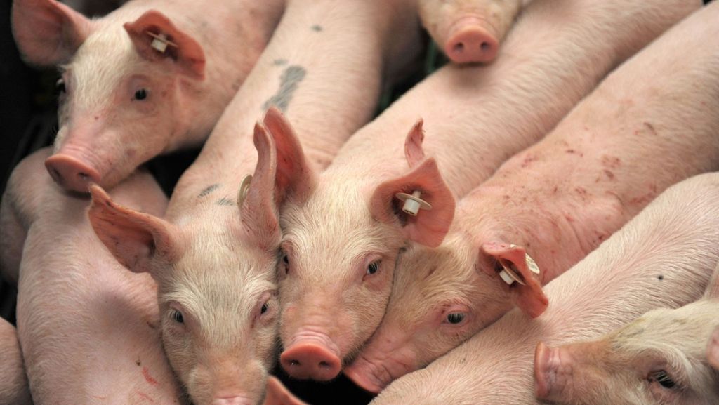 Streit um Schweinehaltung: Ohne Strategie