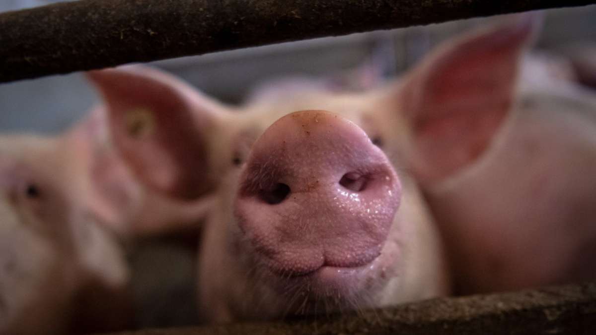 Landwirtschaft in Baden-Württemberg: So wenige Schweine wie zuletzt  in den 50er Jahren