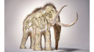 US-Forschern gelingt wichtiger Schritt zum Klonen von Mammuts